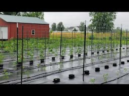 Saturday Garden Walk Through June 14, 2025