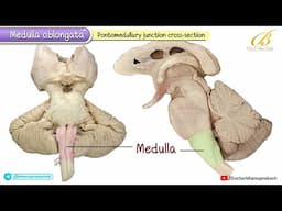 Medulla Oblongata Gross Anatomy with Real Cadaveric images / USMLE