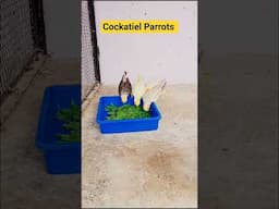 Cockatiel Parrots #palak #cockatel #cockatiel