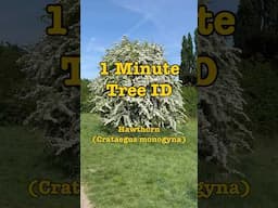 1 Minute Tree ID- Hawthorn
