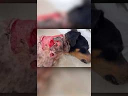 His back was destroyed. His body, covered in maggots.