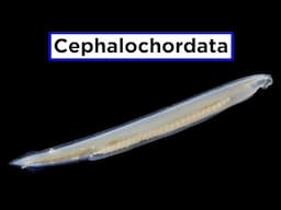 Invertebrate Chordates Part 1: Subphylum Cephalochordata (Lancelets)