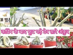 New update of adenium plants after pruning