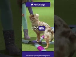 Sidestepping With Your Dog 🐶