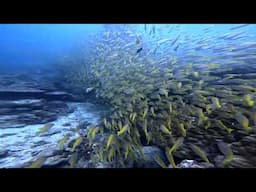 Scuba diving in Phuket (Racha Island Yai) June 2025