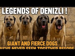 LEGENDS of DENIZLI! Giant and Fierce Dogs You’ve Never Seen Together Before