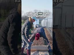 An Easy Way to Get Carrots to Germinate