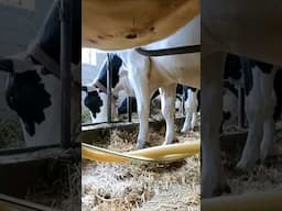 Milking Cows in an old tie stall barn just like the good old days! #farming #agriculture #cows