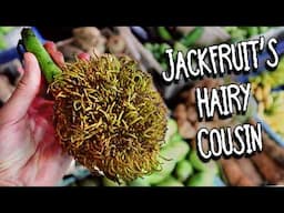 Its like Jackfruit... but hairy  - PEDALAI FRUIT (Artocarpus sericicarpus)