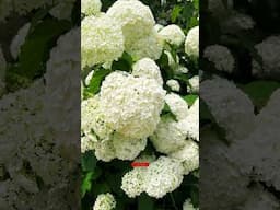 Snowball hydrangeas #shorts