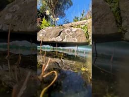 We dipped a camera into a pond and couldn't believe what we found #underwaterworld