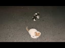 While walking the dog, I found a litter of kittens huddled by the road, searching for their lost mom