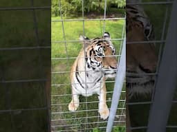 Naula Tiger couldn't resist sneaking up on staff before zooming off again.