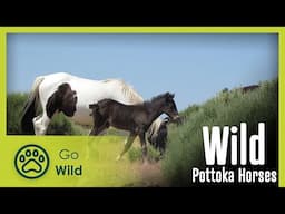 Wild Pottoka Horses | Go Wild