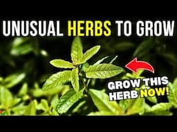 5 Unusual Herbs for Your Kitchen Garden | Herbs You Should ALWAYS GROW