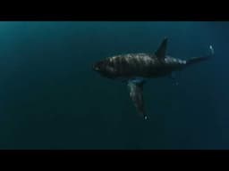 Fish Forever Season2 Master Tease