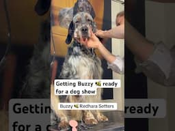 Get ready with Buzzy 🐝 dog for a dog show #englishsetter #showdog