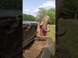 GIANT CATFISH Found Inside Corvette Trunk! #catfish #corvette #shorts
