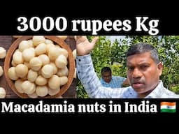 3000 rupees kg, macadamia nuts in India, #macadamiafarming #macadamia