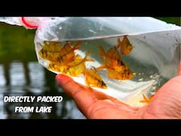 Packed some Unique Fishes Collected from LAKE❤️🔥