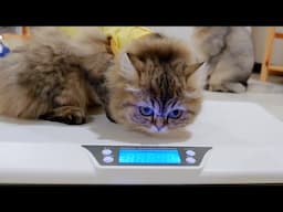 Is this kitten bigger than his daddy?! This adorable kitten obediently steps onto the scale