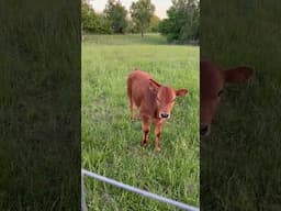 Calf Sharing! #dairyherd #dairy #homestead #farming #calf