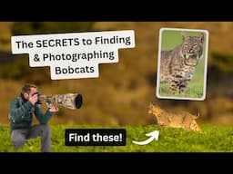How to Find and Photograph Bobcats! A real-life example finding & photographing these elusive cats!