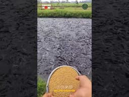 Feeding Millions of Fishes