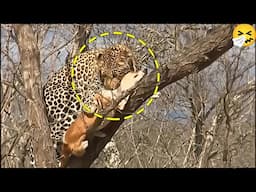 Tiger VS Dog | 10 Times Dog Got Eaten By Tiger & Leopard