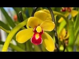 lan K.iếm hàng siêu đẹp: phan trí nụ côn lùn, tiên sơn,khoa mai, hnhg, đỏ mỹ,tài lộc, ngũ phúc..