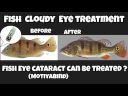 How to treat Fish Cloudy Eye | Fish Eye Cataract | Can fish Eye cataract treated ? | Fish cloudy eye