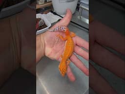 Leopard Gecko Love ❤️❤️✝️🦎