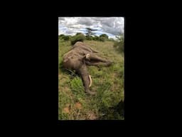 Injured Bull Elephant Treated on Earth Day | Sheldrick Trust