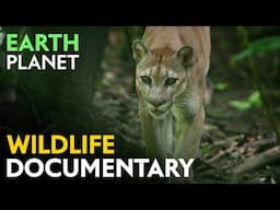 Jungle of the Sun: Dry Forests of Central and South America | Jungle Planet Documentary