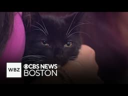Adorable cats and kittens up for adoption through the Cat Connection in Boston