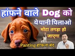 हांफने वाले DOG को ये पानी पिलाओ👍🏽Garmi me Dog ko Thanda kaise rakhe, dog dehydration treatment home