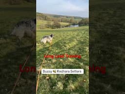 Buzzy 🐝 Dog 🐶 on the 30 metre long lead #dogtrainingtips #englishsetter