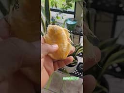 When Mango Nice Bad #shorts #mangotime #mango #pov #fruit