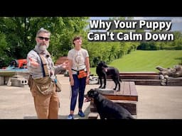 Why Your Energetic Puppy CAN'T Calm Down