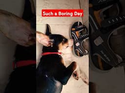 aaj Kitna boring day hai #dog #pluto #streetdog #pitbull #funny