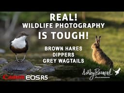 The Hardest Wildlife Video I have made - Brown Hares & Dippers