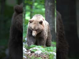 Watch bears in action during the peak of Alaska’s summer!