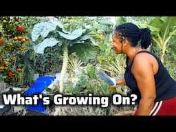 What's Tolerating The Summer Heat In The Garden//Mid-Month Update
