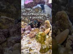 Can my Mantis Shrimp find TREASURE?!