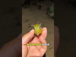Este Pez Parece Perro 😨