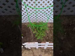 My Spring Garden 💚 #fulltinyhouse #lowes