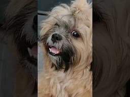 Anong iniisip mo baby | Amy Guevarra #shorts #dog #pets #doggielife #cute