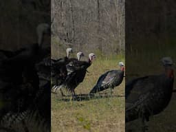 THE 3 amigos!! #hunting #bowhunt #archery #bowhunting #shorts