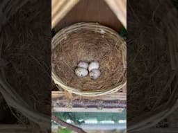 Breeding Hawfinches in captivity 🪺