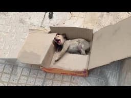 Abandoned On Birthday, Heartbroken Puppy Whimpered, Too Weak To Stand, Lying Helplessly In A Box...